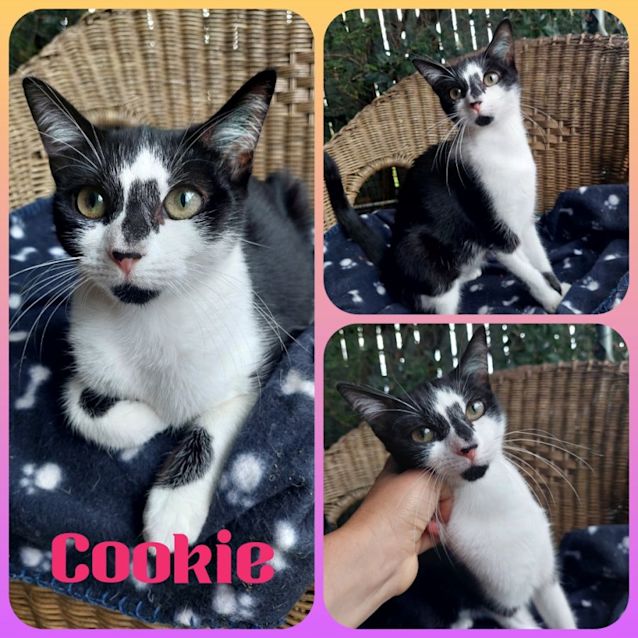 Photo of Cookie 