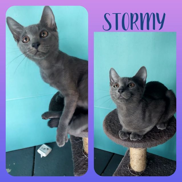 Photo of Stormy