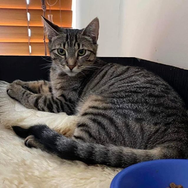 Photo of 7971   Pikelet