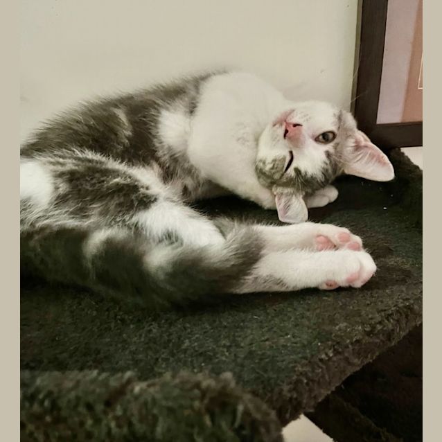 Photo of Little Dipper