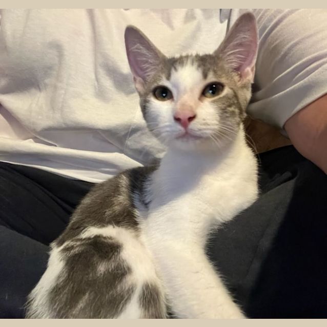 Photo of Little Dipper