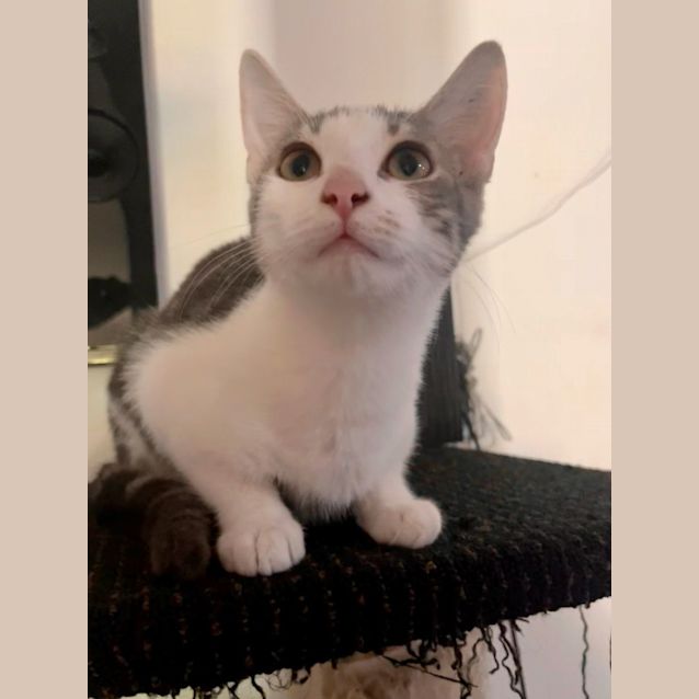 Photo of Little Dipper