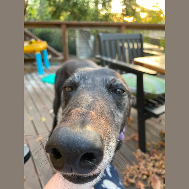 Photo of Maggie   Urgent Assisted Rehome