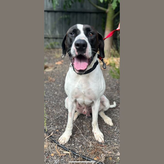 Photo of Dozer 