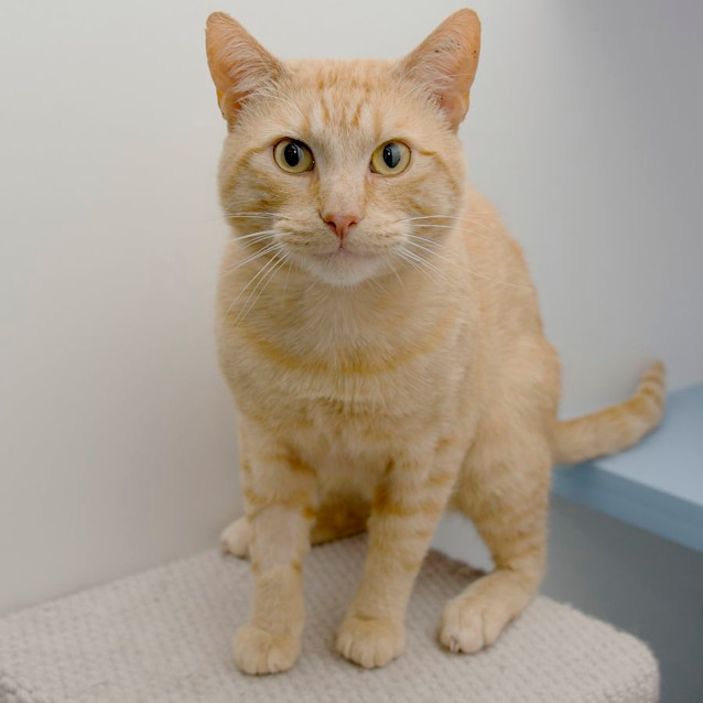 Photo of Mufasa