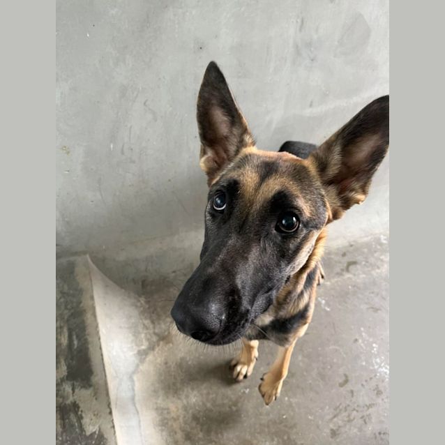 Photo of Daisy (Imp. 285)