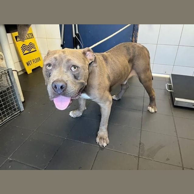 Photo of Thomas (Imp. 292)