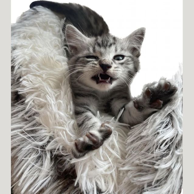 Photo of Skywalker (Located In Edithvale)