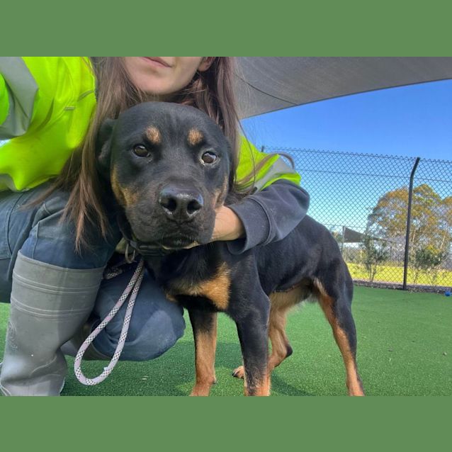 Photo of Charlie (Imp. 79)