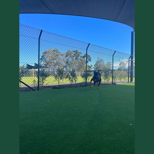 Photo of Charlie (Imp. 79)