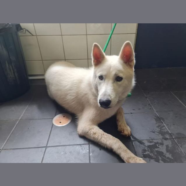 Photo of Archimedes (Imp. 325)