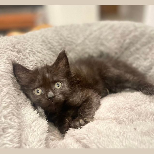 Photo of Smokey And Cole