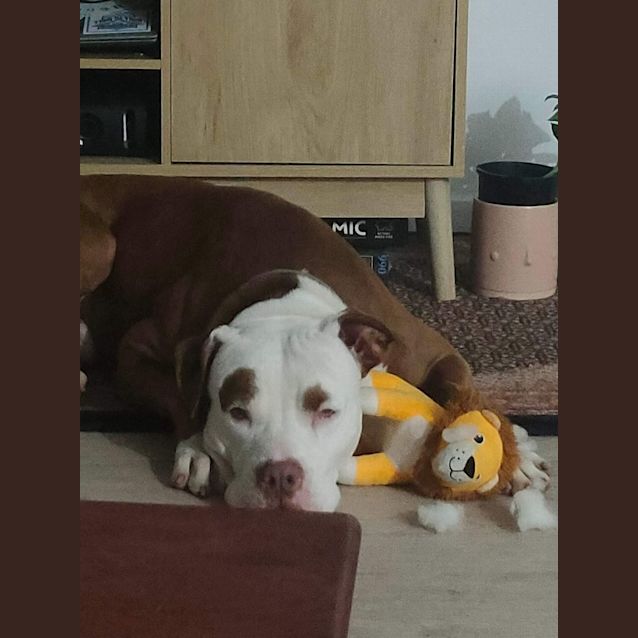 Photo of Atticus