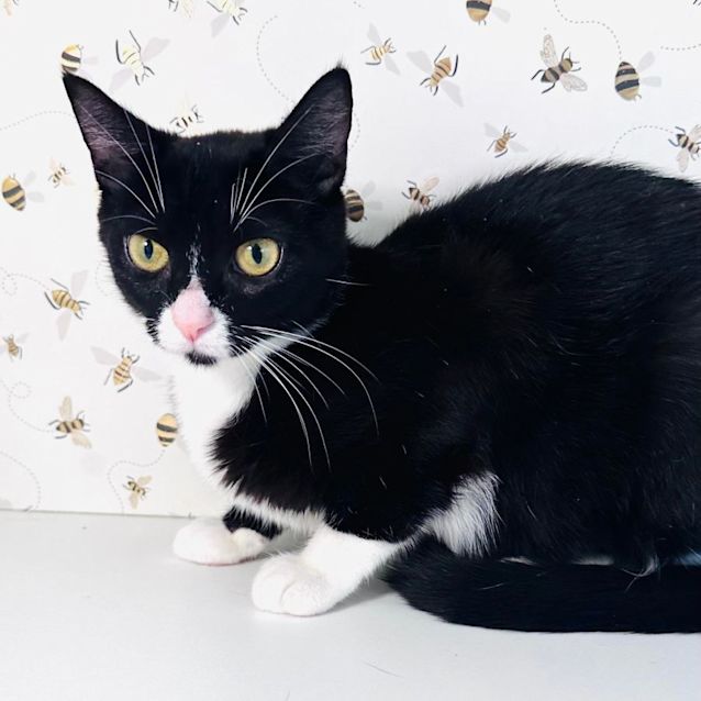 Photo of Jemima  ***Adoption Day Sat 22 April In Preston***