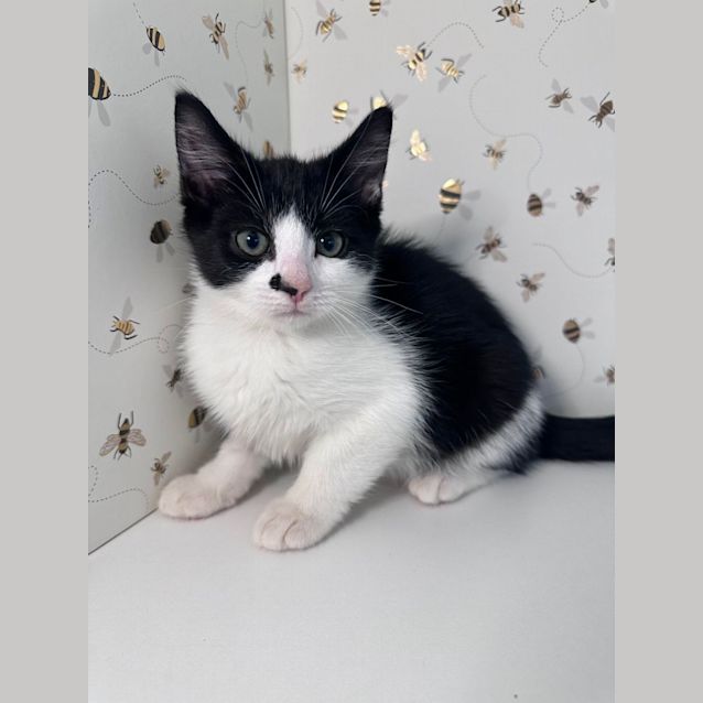 Photo of Apollo ***Adoption Day Sat 22 April In Preston***