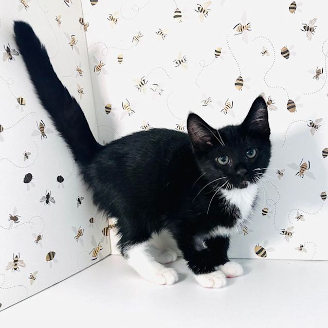 Photo of Zeus ***Adoption Day Sat 22 April In Preston***