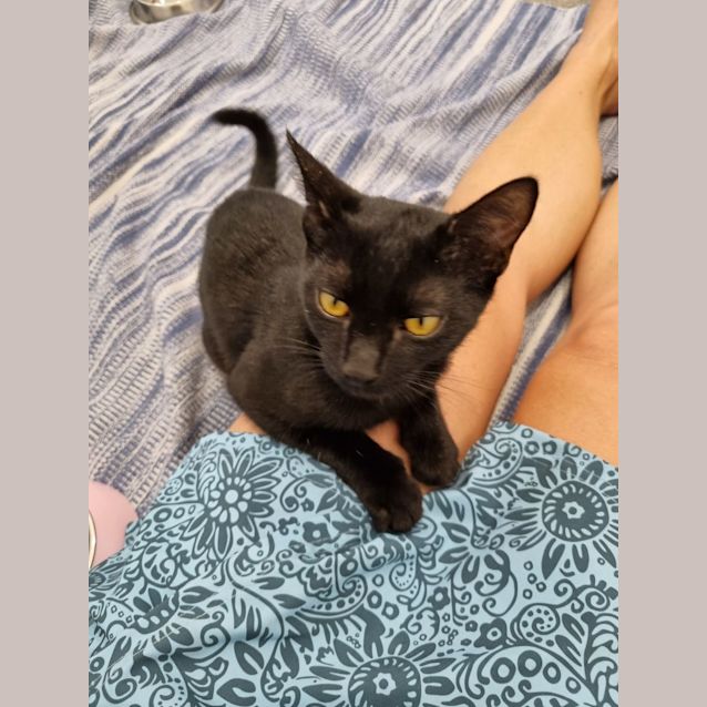 Photo of Samba