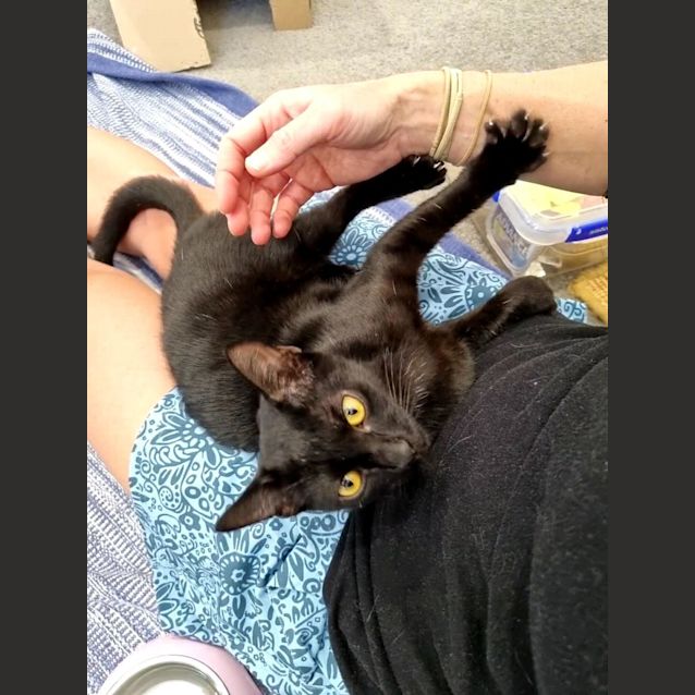 Photo of Samba