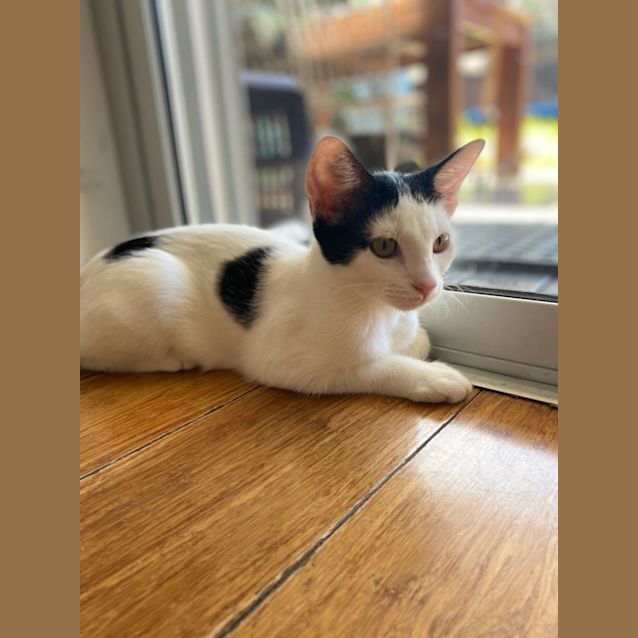Photo of Spot