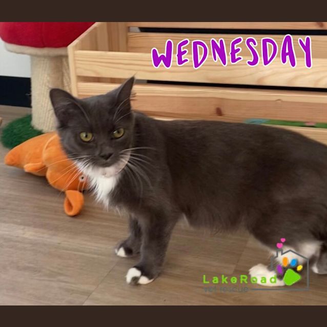 Photo of Wednesday