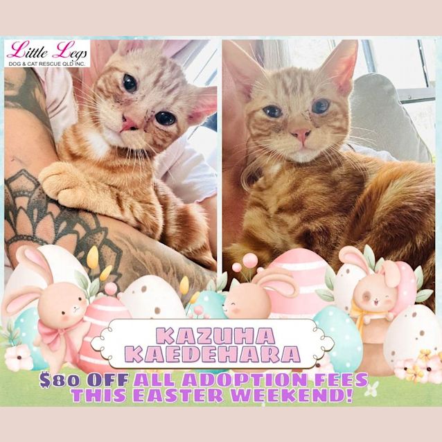 Photo of Kazuha Kaedehara