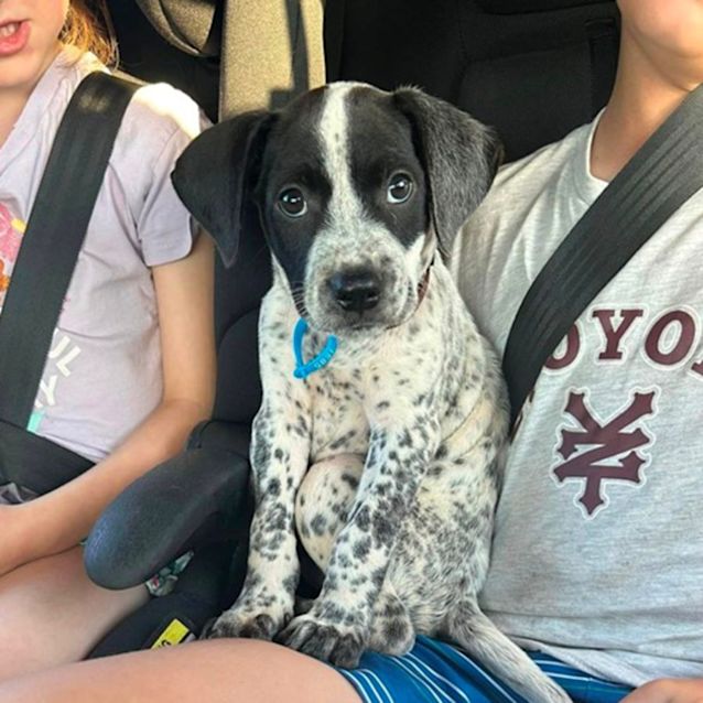 Suede Medium Male Australian Cattle Dog x Staffy Mix Dog in QLD PetRescue