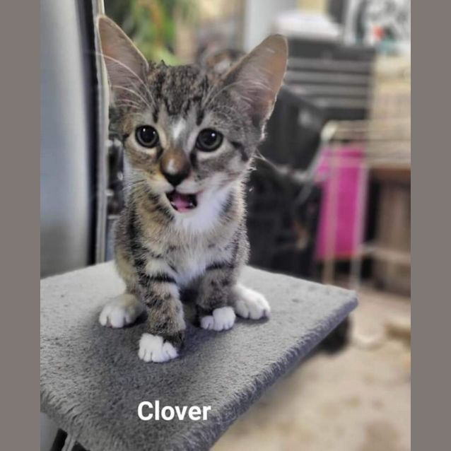 Photo of Clover