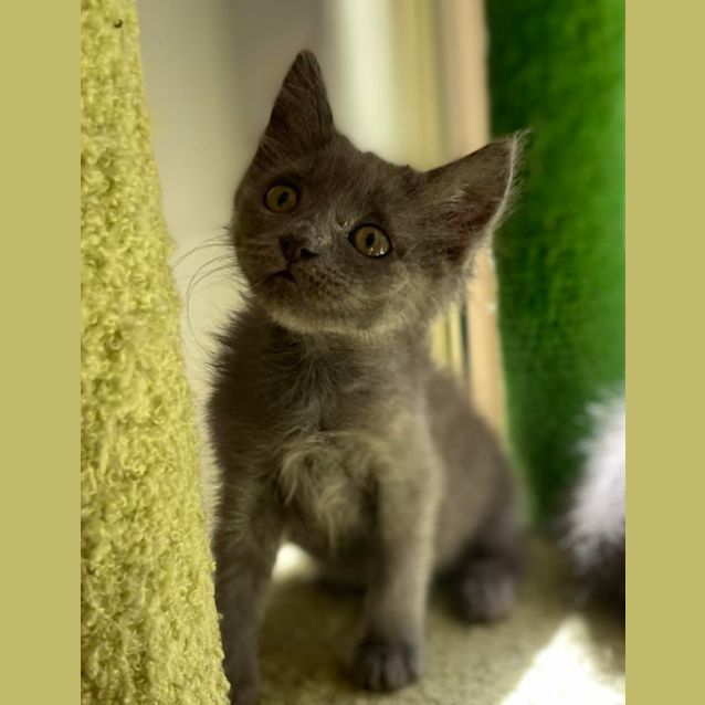 Photo of Smokey And Cole