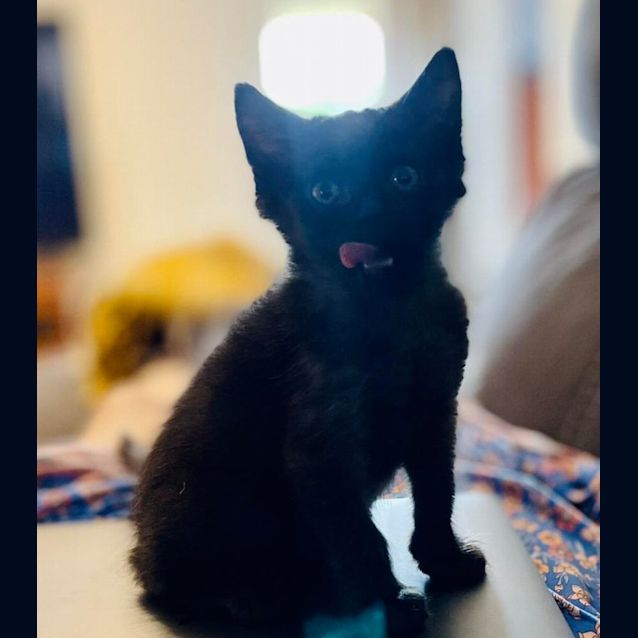 Photo of Smokey And Cole