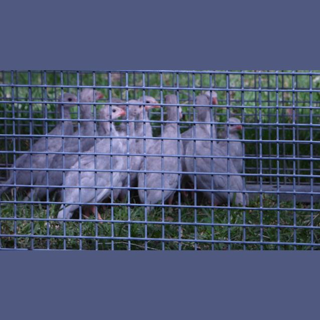 Photo of Guinea Fowl