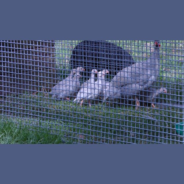 Photo of Guinea Fowl