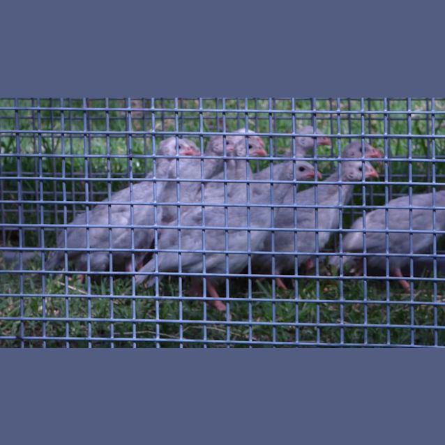 Photo of Guinea Fowl