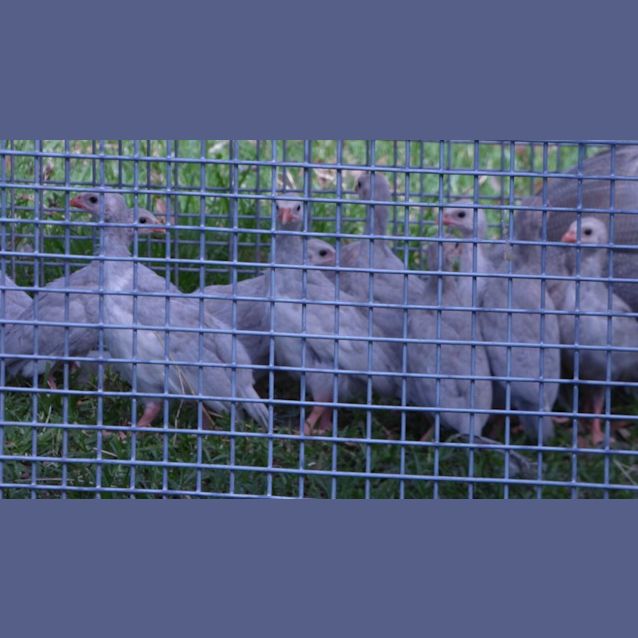 Photo of Guinea Fowl
