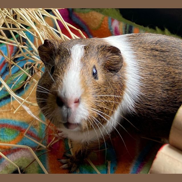 Photo of Annabelle