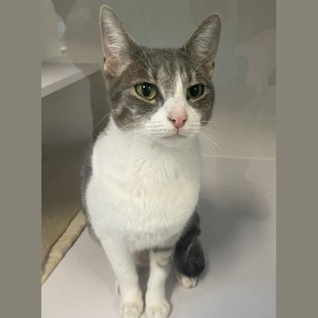Photo of Mittens