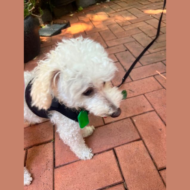 Photo of Blinky Bill