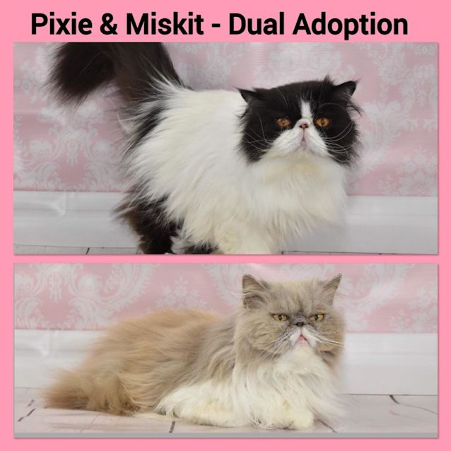 Photo of Pixie And Miskit