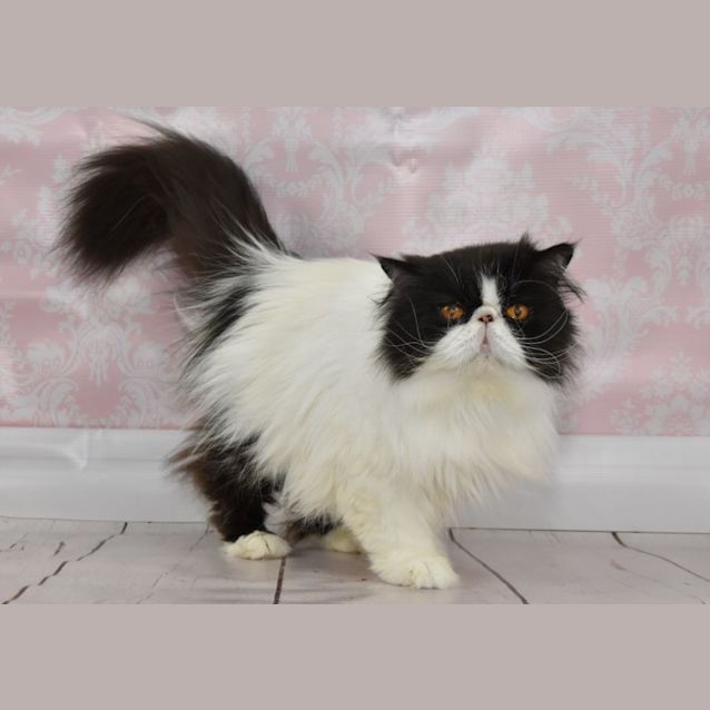 Photo of Pixie And Miskit