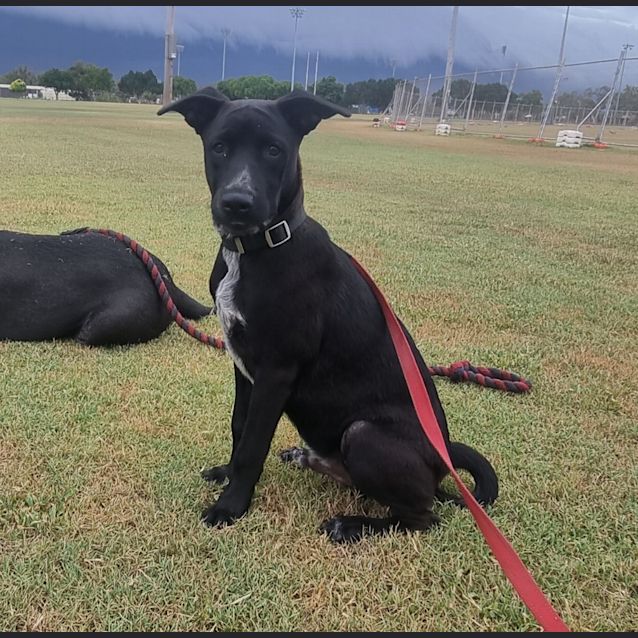 Photo of Lucky (Budd)