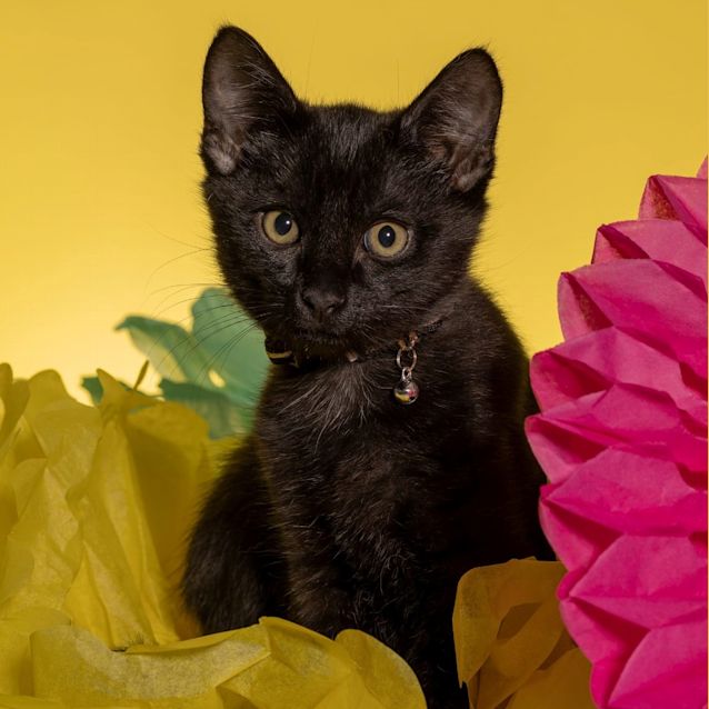 Photo of Blueberry