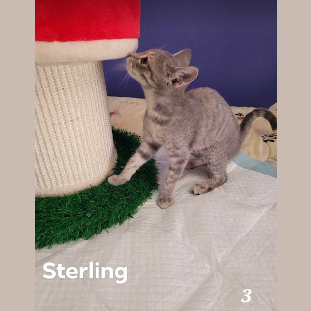 Photo of Sterling