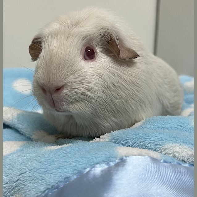 Photo of Alvin (Guinea Pig 65)