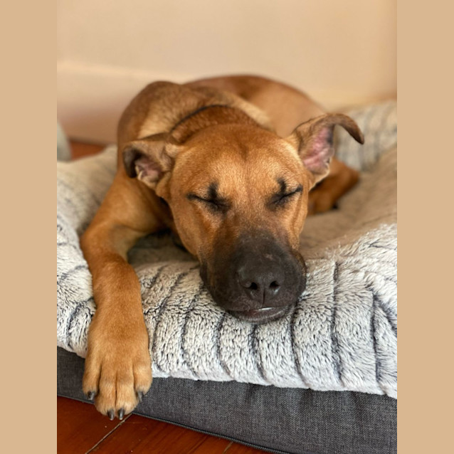 Photo of Tiggs   7 Month Old Kelpie X Staffy (Trial)