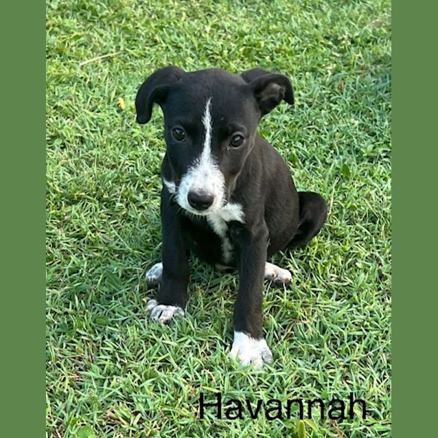 Photo of Havannah