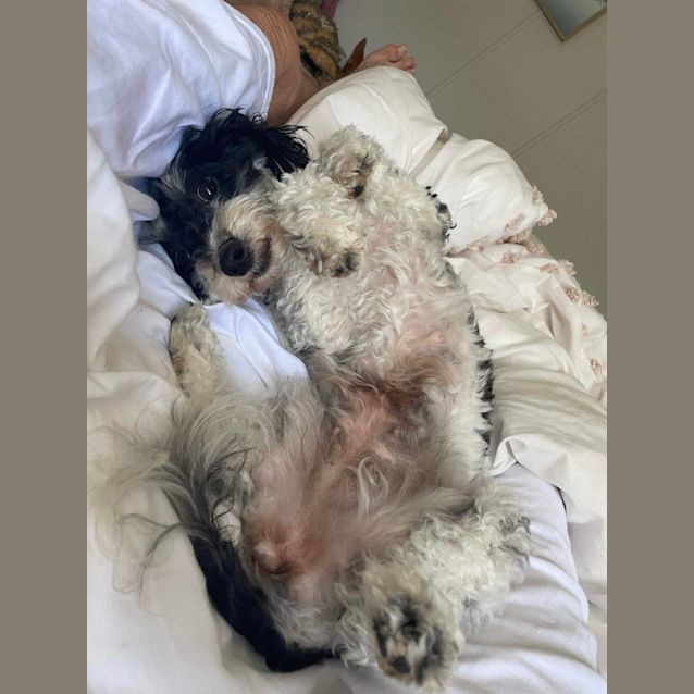 Photo of Kiki   2yr Poodle X Shihtzu ~ On Trial 7/10/23