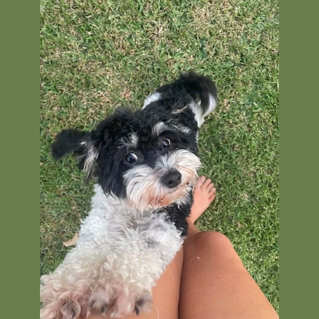 Photo of Kiki   2yr Poodle X Shihtzu ~ On Trial 7/10/23