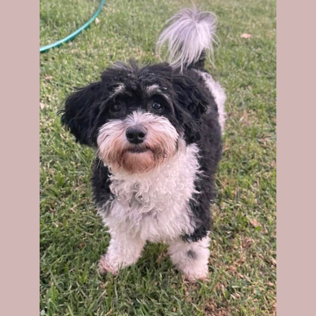 Photo of Kiki   2yr Poodle X Shihtzu ~ On Trial 7/10/23