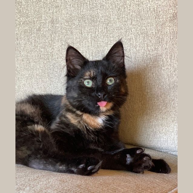 Photo of Minx