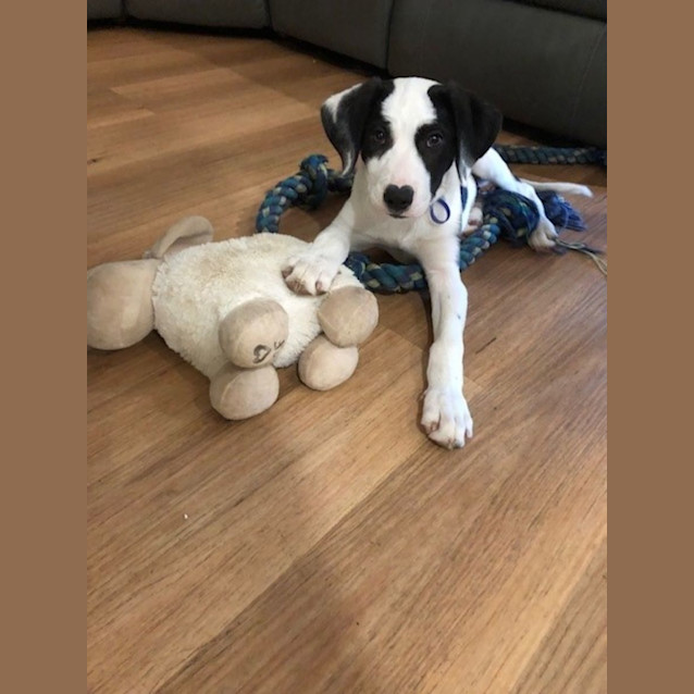 Photo of Oakley  16 Wk Border Collie X (Trial)