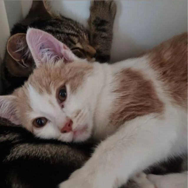 Photo of Bella Boo & Fred Flintstone